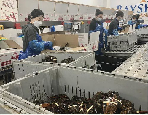 加拿大龙虾加工的那些事 注重食品安全的冷冻龙虾